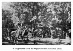 В Уссурийской тайге (фрагмент стр. 182)